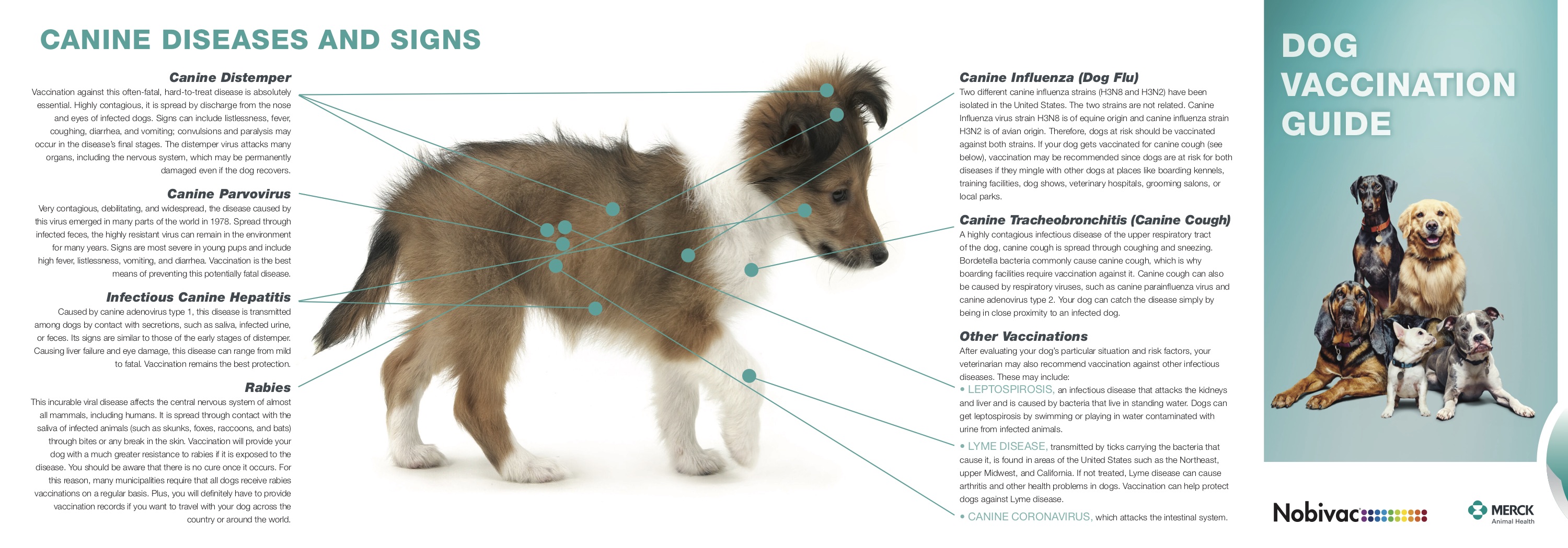 Canine Vaccine Guide