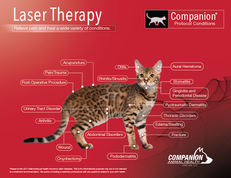 Feline Laser Therapy