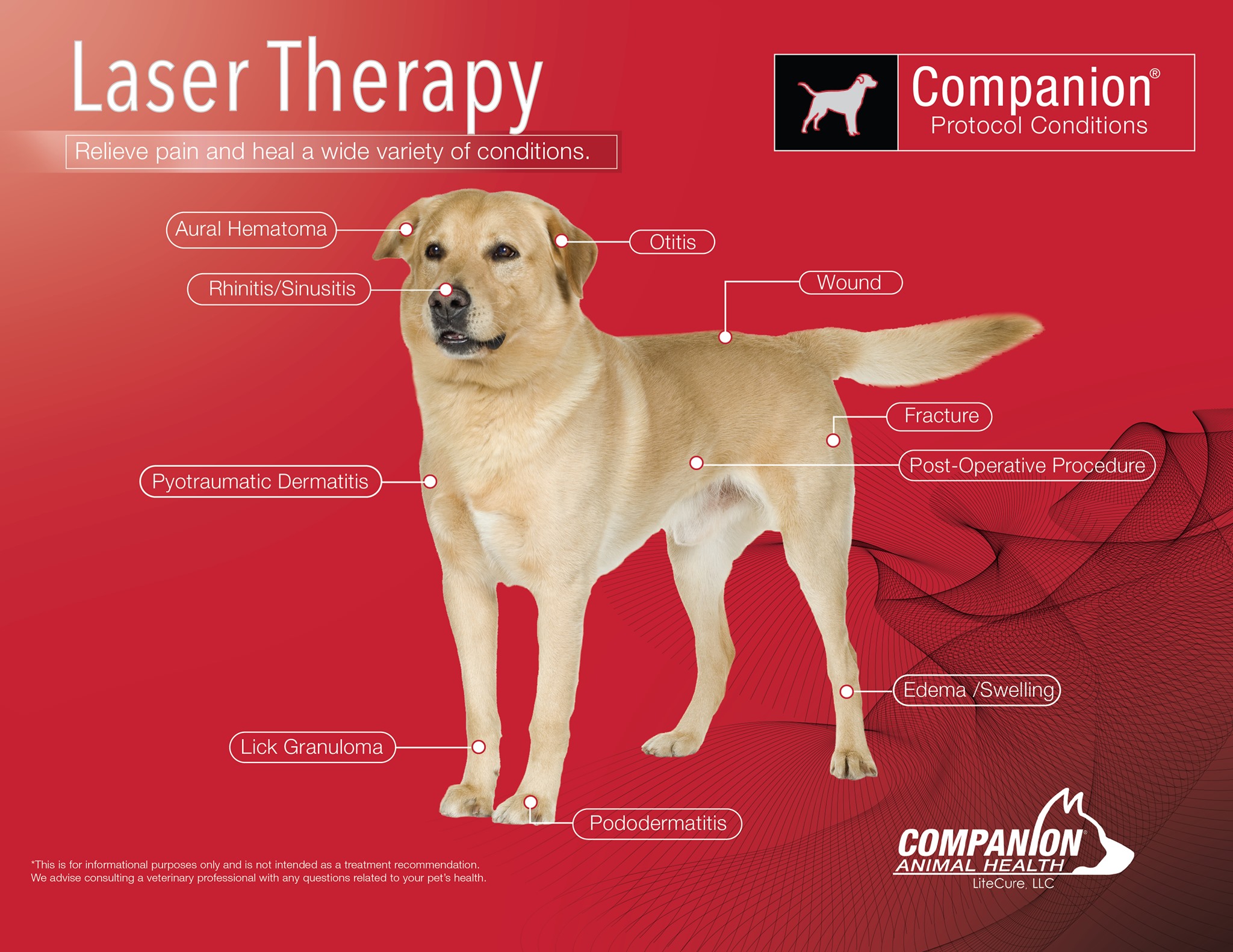 Canine Laser Therapy